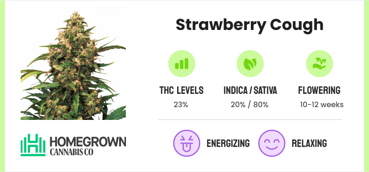 Best Weed Strains: Top 10 Cannabis Strains To Try