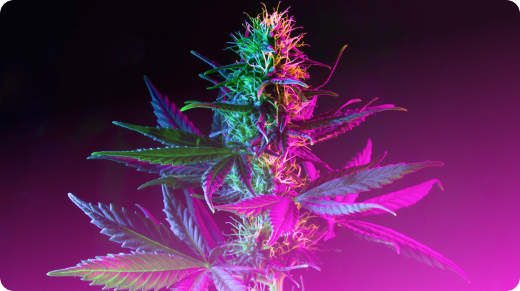 Best Weed Strains: Top 10 Cannabis Strains To Try (8)