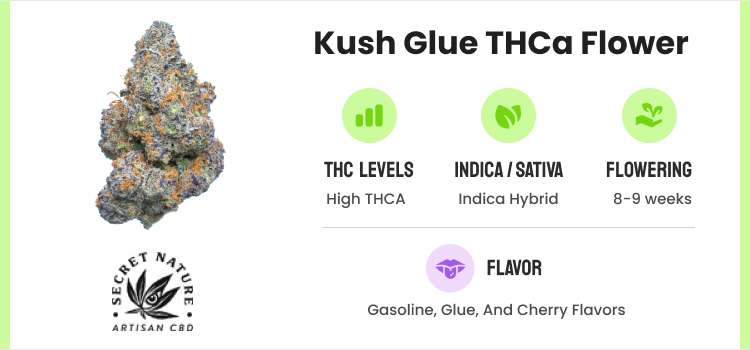 Best THCA Flower: 10 Strongest THCA Flower Strains