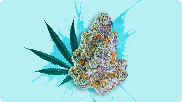 Best THCA Flower: 10 Strongest THCA Flower Strains