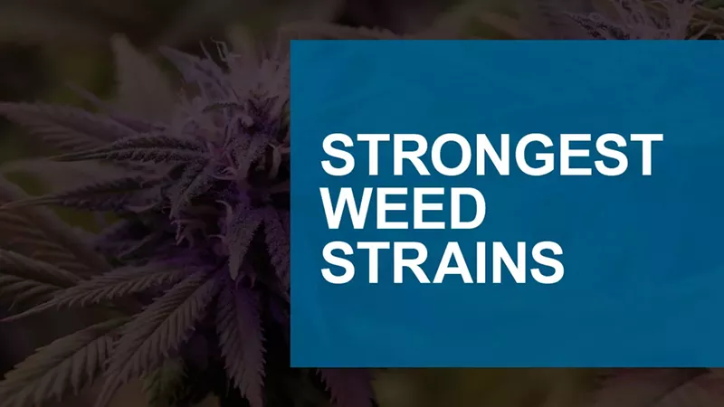 6 Strongest Weed Strains of 2025 With High THC Levels & Potent Effects (5)