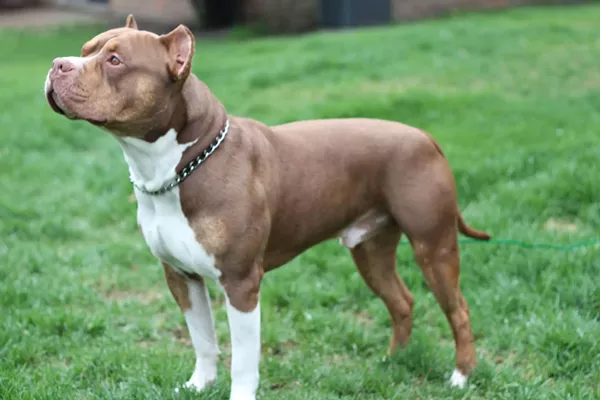 This handsome boy is Michigan's first UKC American bully breed champion