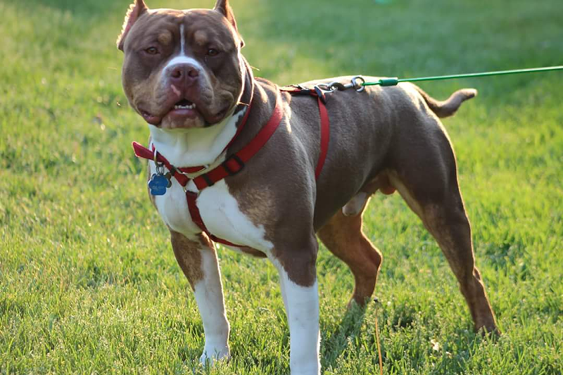 This handsome boy is Michigan's first UKC American bully breed champion (2)