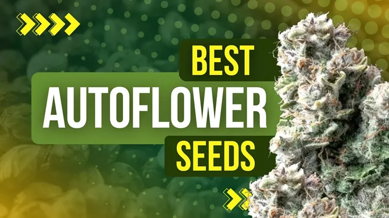 Best Autoflower Seeds: Easy to Grow and High Yield Strains