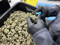 Wojo's harvested flower is hand-trimmed. - Steve Neavling
