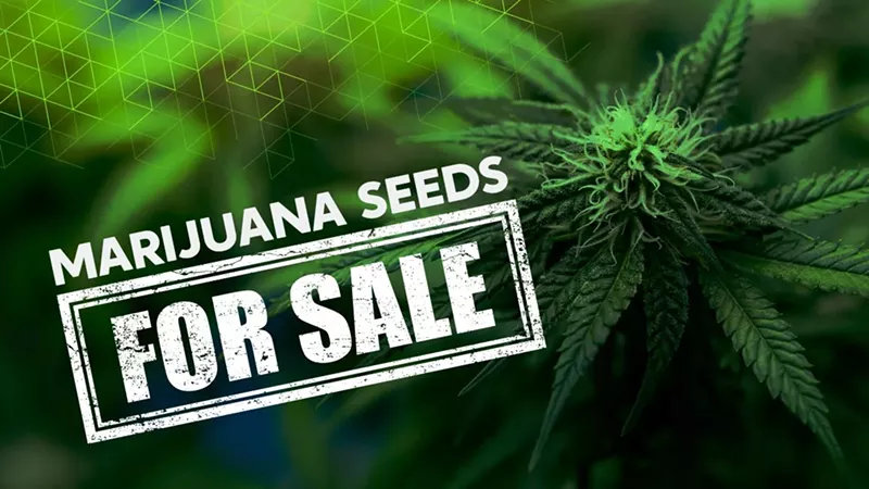 Best Marijuana Seeds for Sale in 2025: Buy Quality Cannabis Seeds At Affordable Prices (7)