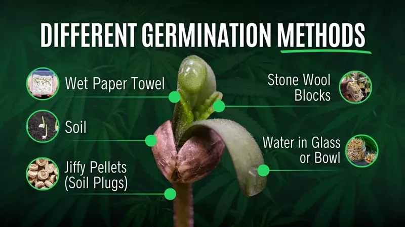 How To Germinate Cannabis Seeds: A Step-by-Step 2025 Guide