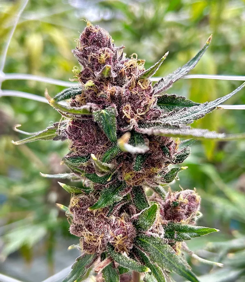 Utopia Farms is working on new strain called Purple Zunch. - Steve Neavling