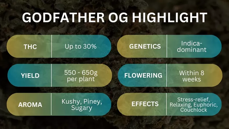 Godfather OG Seeds: Grow Guide, Effects & Where to Buy