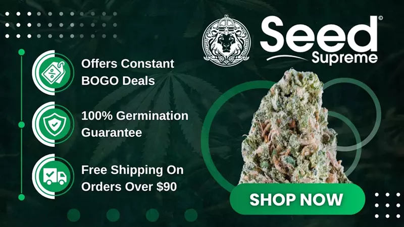 Godfather OG Seeds: Grow Guide, Effects & Where to Buy
