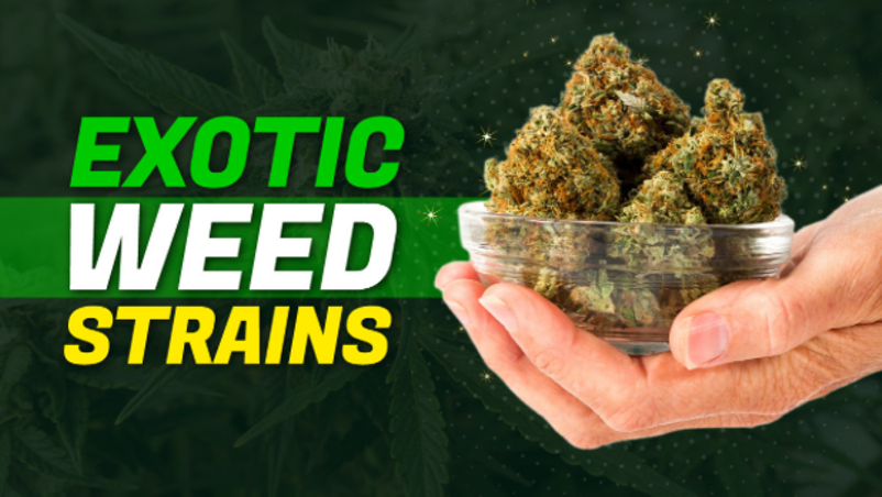 6 Most Exotic Weed Strains To Try in 2025