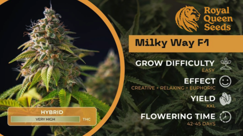 6 Most Exotic Weed Strains To Try in 2025