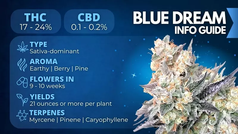 Blue Dream Seeds Info 2025: Genetics, Benefits & Where to Buy (2)
