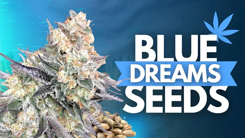 Blue Dream Seeds Info 2025: Genetics, Benefits & Where to Buy (3)