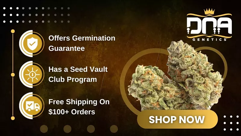 Blue Dream Seeds Info 2025: Genetics, Benefits & Where to Buy (4)