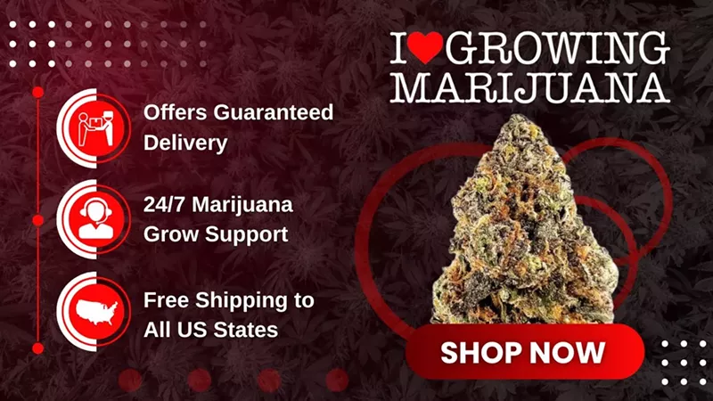 Blue Dream Seeds Info 2025: Genetics, Benefits & Where to Buy (6)