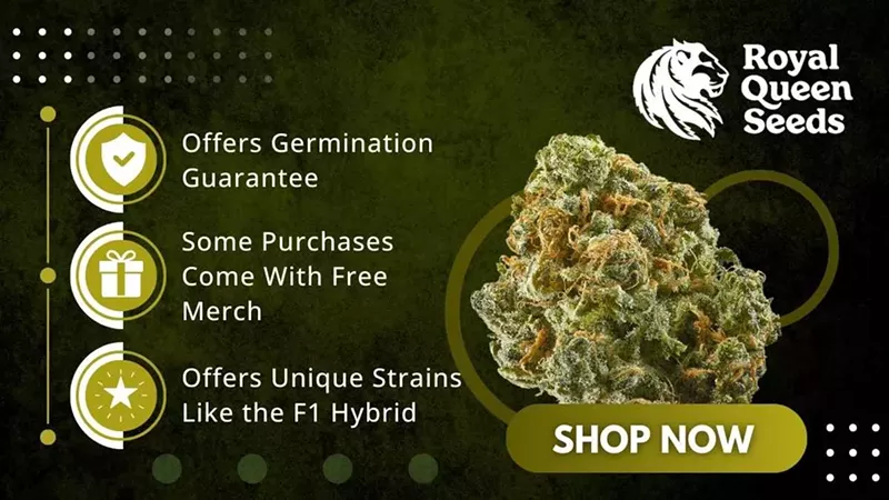 Blue Dream Seeds Info 2025: Genetics, Benefits & Where to Buy (10)