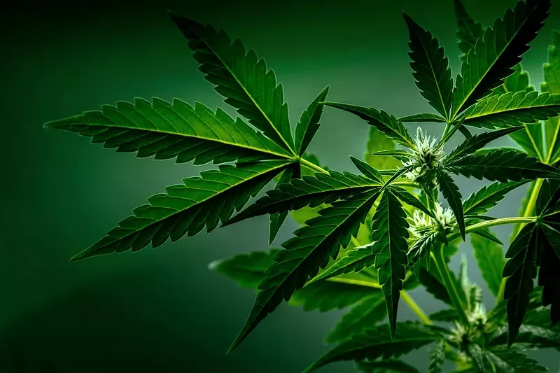 Hemp-derived THC is not regulated in Michigan. - Shutterstock