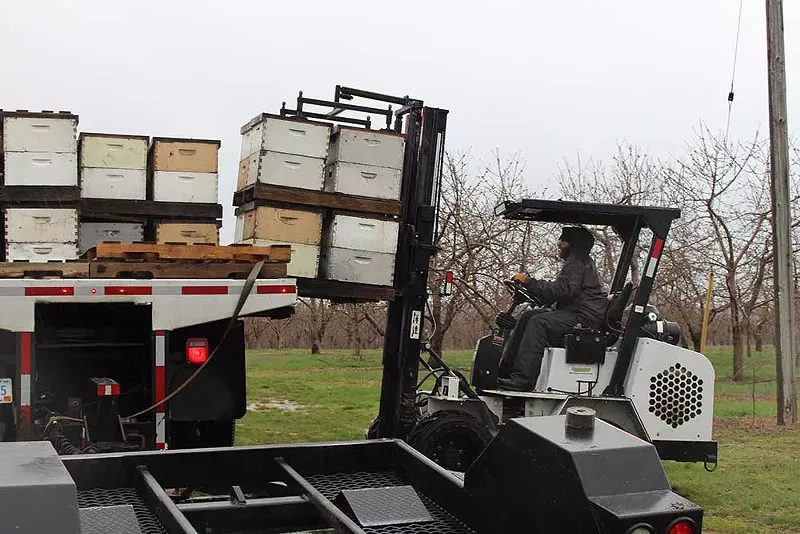 Michal Peterson unloads hives from a truck on Wunsch Farms. May 1, 2025. - Izzy Ross/IPR News