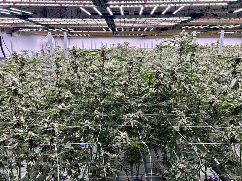 One of three grow rooms for flowing plants at Green Dolphin Craft Cannabis, a small cultivator in Detroit. - Steve Neavling