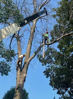 Two Brothers, One Dream: Immigrants Building Detroit’s Tree Service Legacy