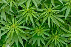 Cannabis plants. - Shutterstock