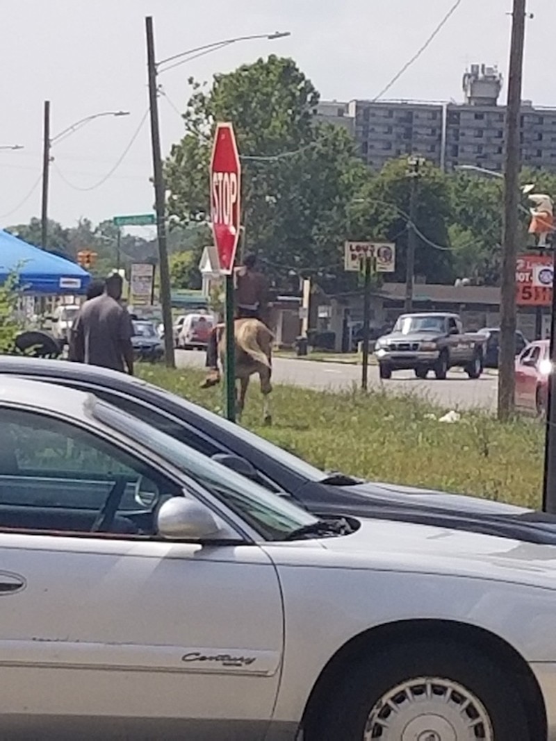 The mysterious horseman of Northwest Detroit spotted again
