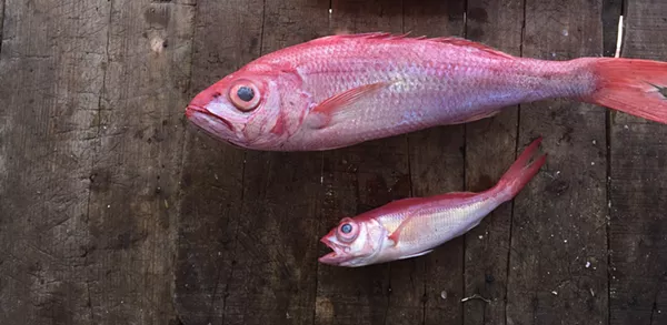 Stir It Up: Gone fishin'