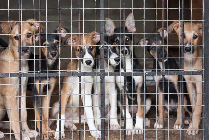 Empty the Shelters returns this Saturday with free pet adoptions