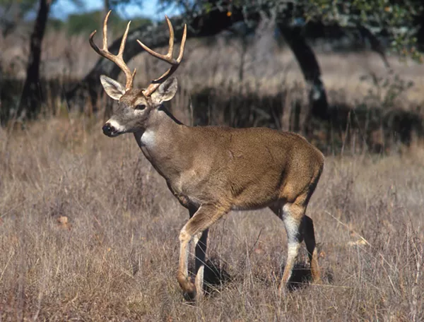 Deer heart identified as one of the 'organs' found at Detroit wastewater plant