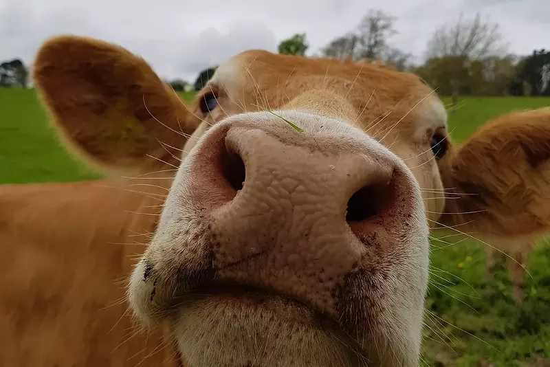 There is a rogue cow on the loose in Washtenaw County