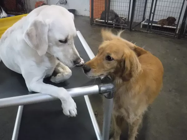 Dogs come together for Ferndale's largest indoor playdate (3)