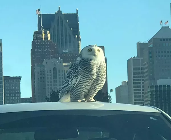 A snowy owl perches on the roof of a car outside of a post office in Detroit. - Photo by Kimberly Fantroy, courtesy of Detroit Audubon