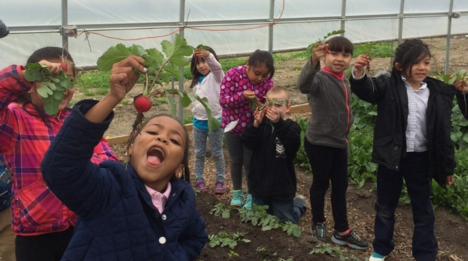 DPS students pick radishes at one of the district's hoop houses. - COURTESY PHOTO