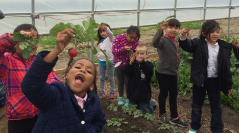 DPS students pick radishes at one of the district's hoop houses. - Courtesy photo