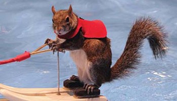 Twiggy the waterskiing squirrel is coming to Detroit