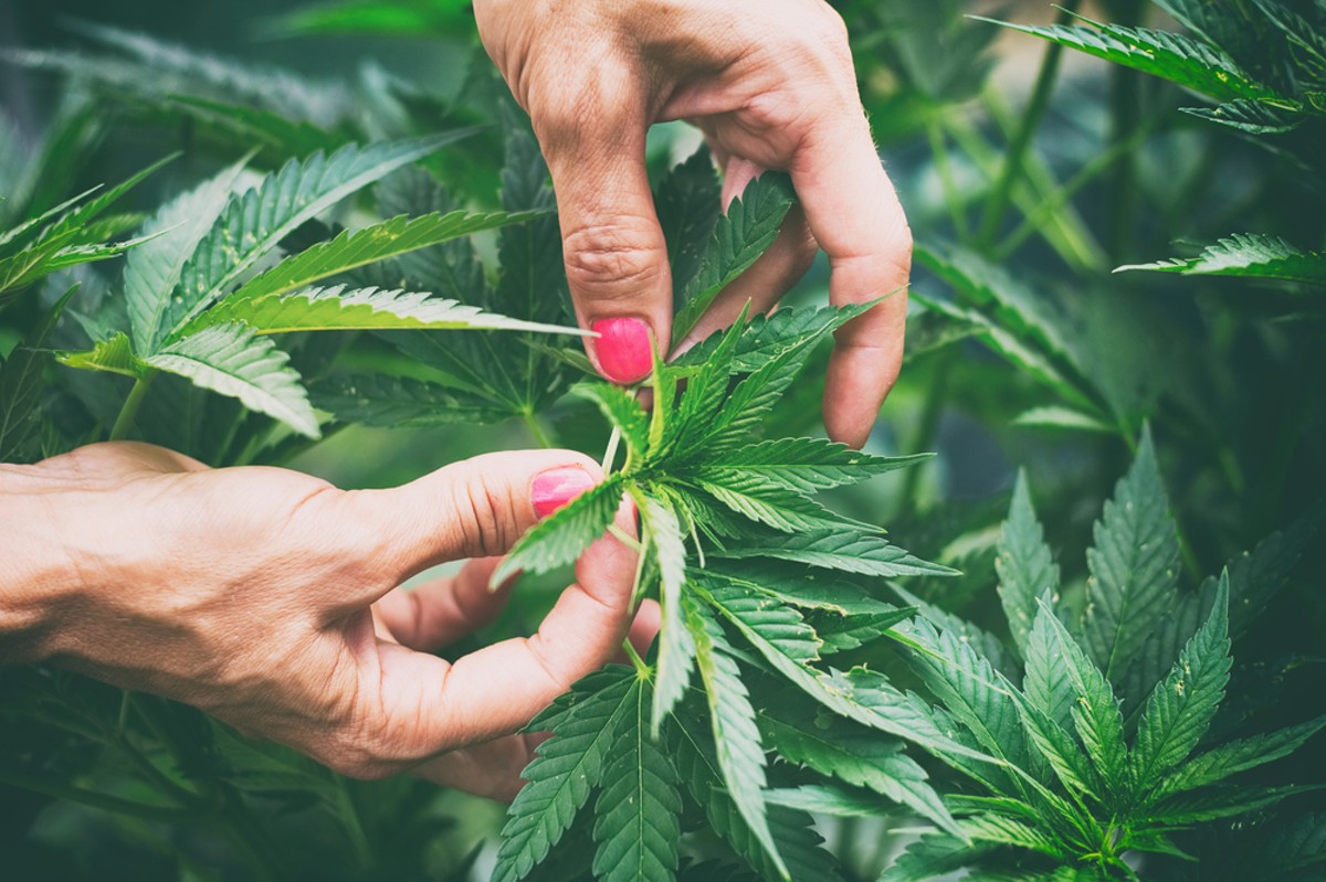 How to solve Michigan's medical marijuana shortage?
