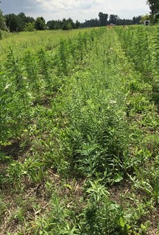Westers grew over 700 marijuana plants across 5 sites hidden among other crops.