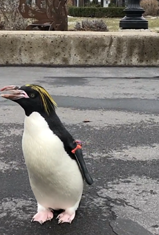 The Detroit Zoo's penguin, Pickles, going anywhere she damn well pleases!
