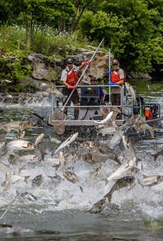 How Asian carp could soon take over the Great Lakes — and how they could be stopped