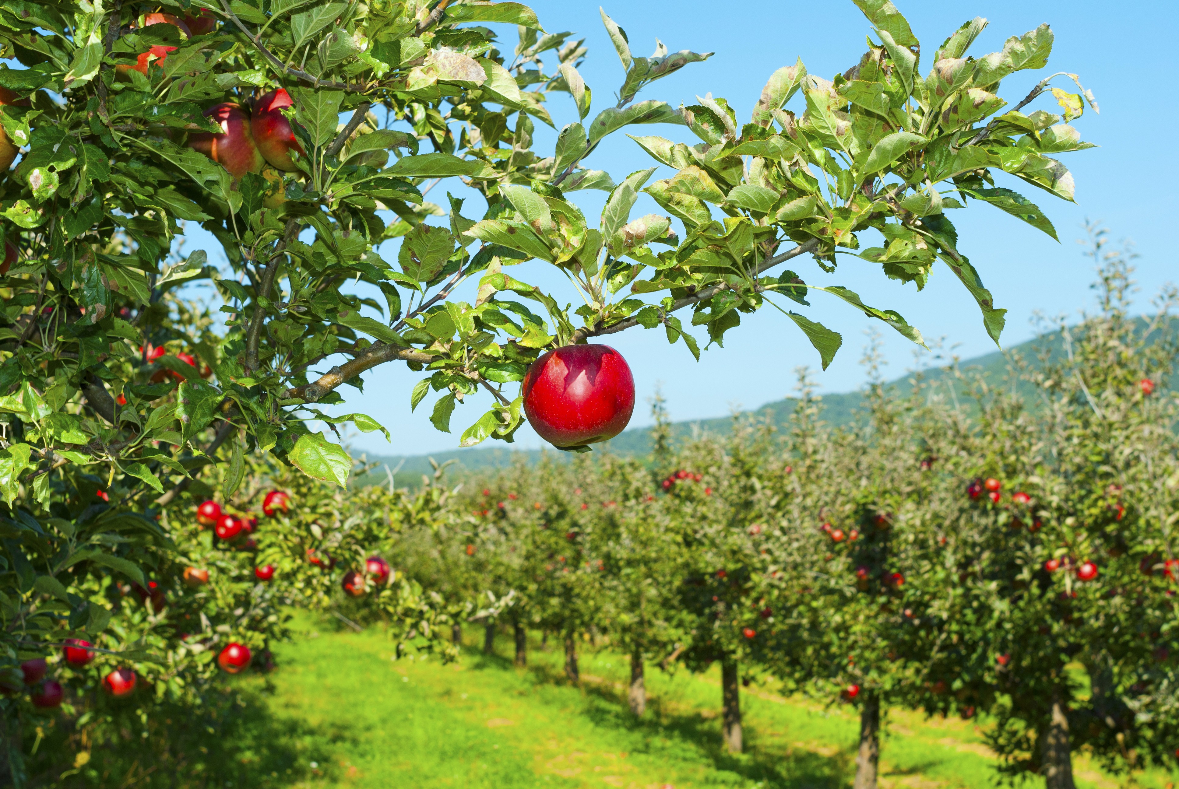 Apple orchards are within an arm's reach throughout the county