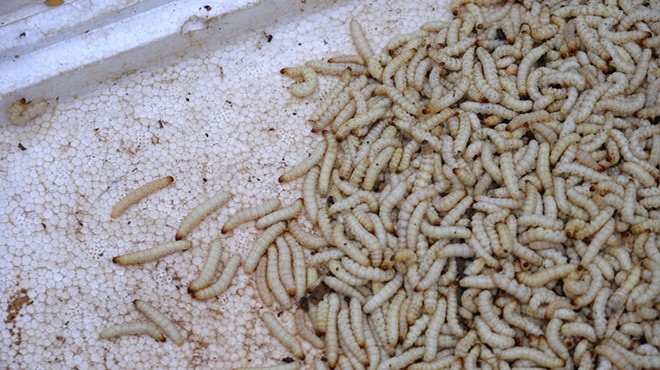 More maggots and mold found in Michigan's prison food