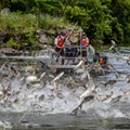 How Asian carp could soon take over the Great Lakes — and how they could be stopped