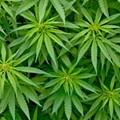 Michigan marijuana legalization effort running ahead of schedule, organizers say