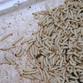 More maggots and mold found in Michigan's prison food