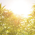 A brave new world for marijuana in Michigan