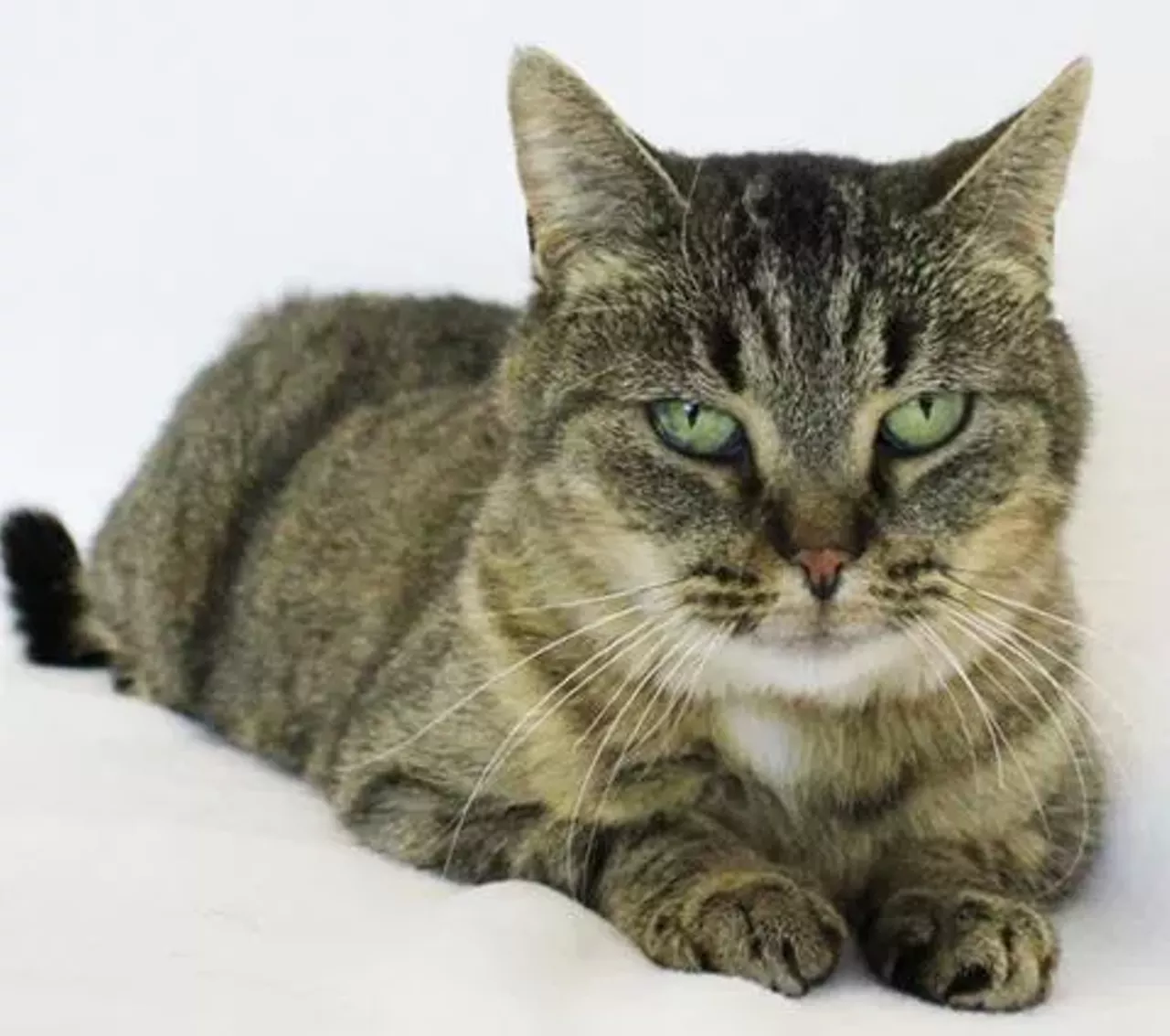 9 adoptable Detroit animals who would love to be your new best friend | Detroit | Detroit Metro Times 9 adoptable Detroit animals who would love to be your new best friend | Detroit | Detroit Metro Times