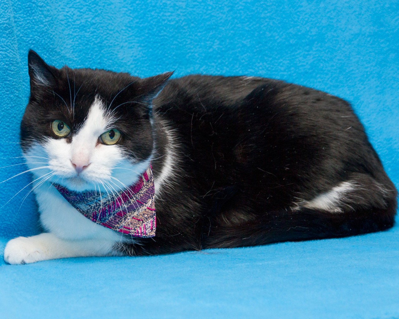 NAME: Peridox
GENDER: Female
BREED: Domestic Short Hair
AGE: 9 years, 7 months
WEIGHT: 9 pounds
SPECIAL CONSIDERATIONS: May prefer a home without children
REASON I CAME TO MHS: Homeless in Canton
LOCATION: Berman Center for Animal Care in Westland
ID NUMBER: 862472