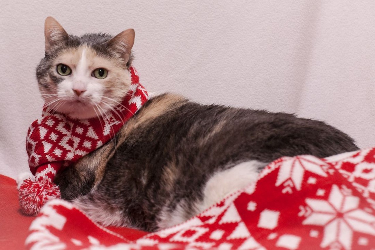 NAME: Maggie
GENDER: Female
BREED: Domestic short hair
AGE: 12 years
WEIGHT: 16.8 pounds
SPECIAL CONSIDERATIONS: None
REASON I CAME TO MHS: Homeless in Auburn Hills
LOCATION: Petco of Sterling Heights
ID NUMBER: 861322