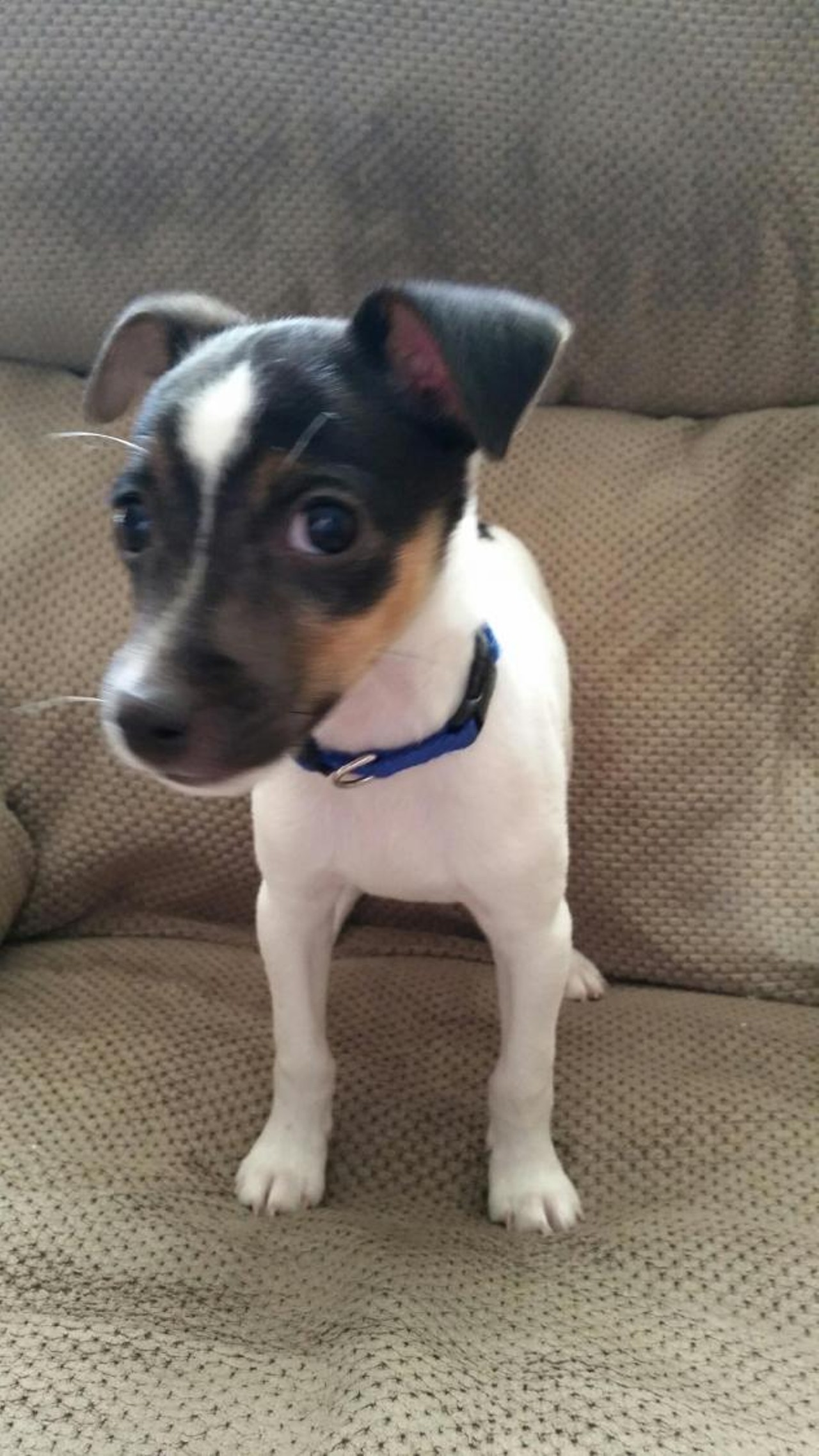  Spaz
Rat Terrier Mix | Male | Puppy
Spaz looks like a spaz. There, we said it.